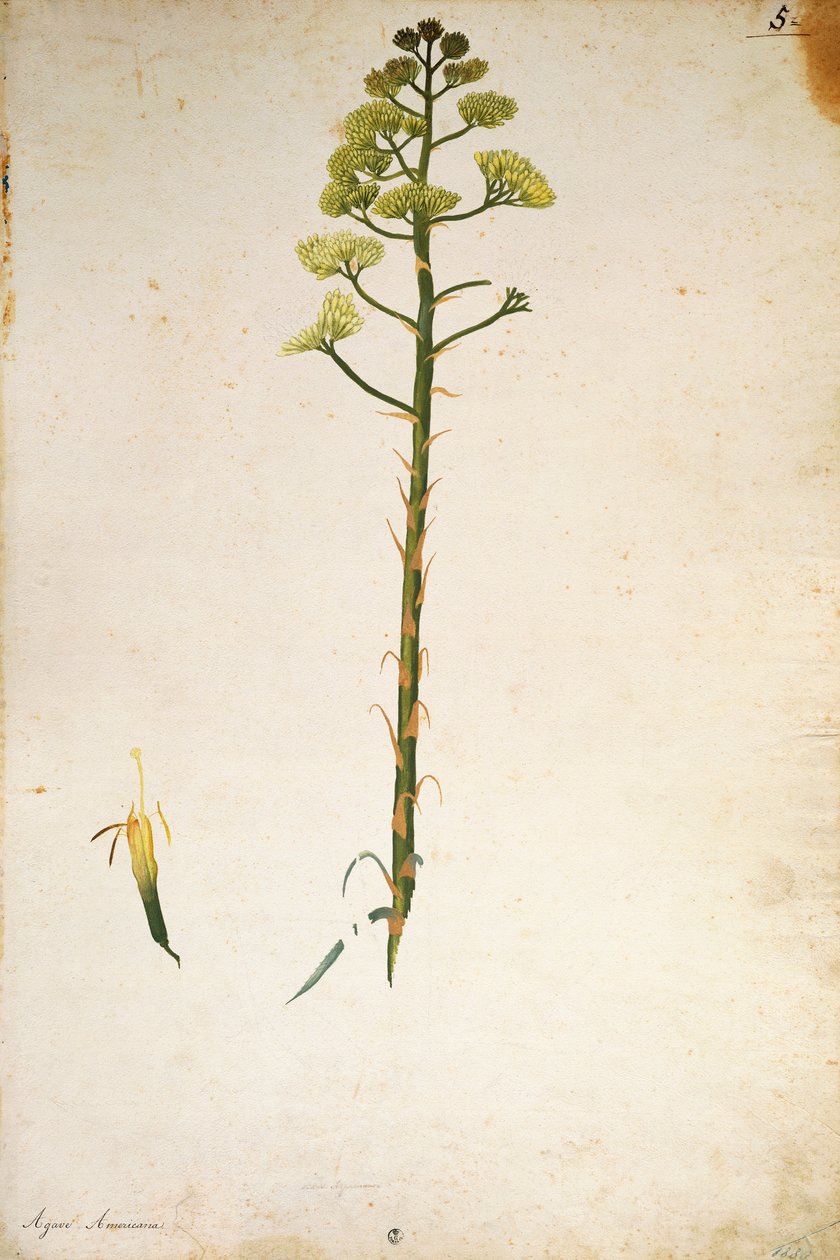 Fiore di agave (Agave americana) di Jacopo Ligozzi da Jacopo Ligozzi