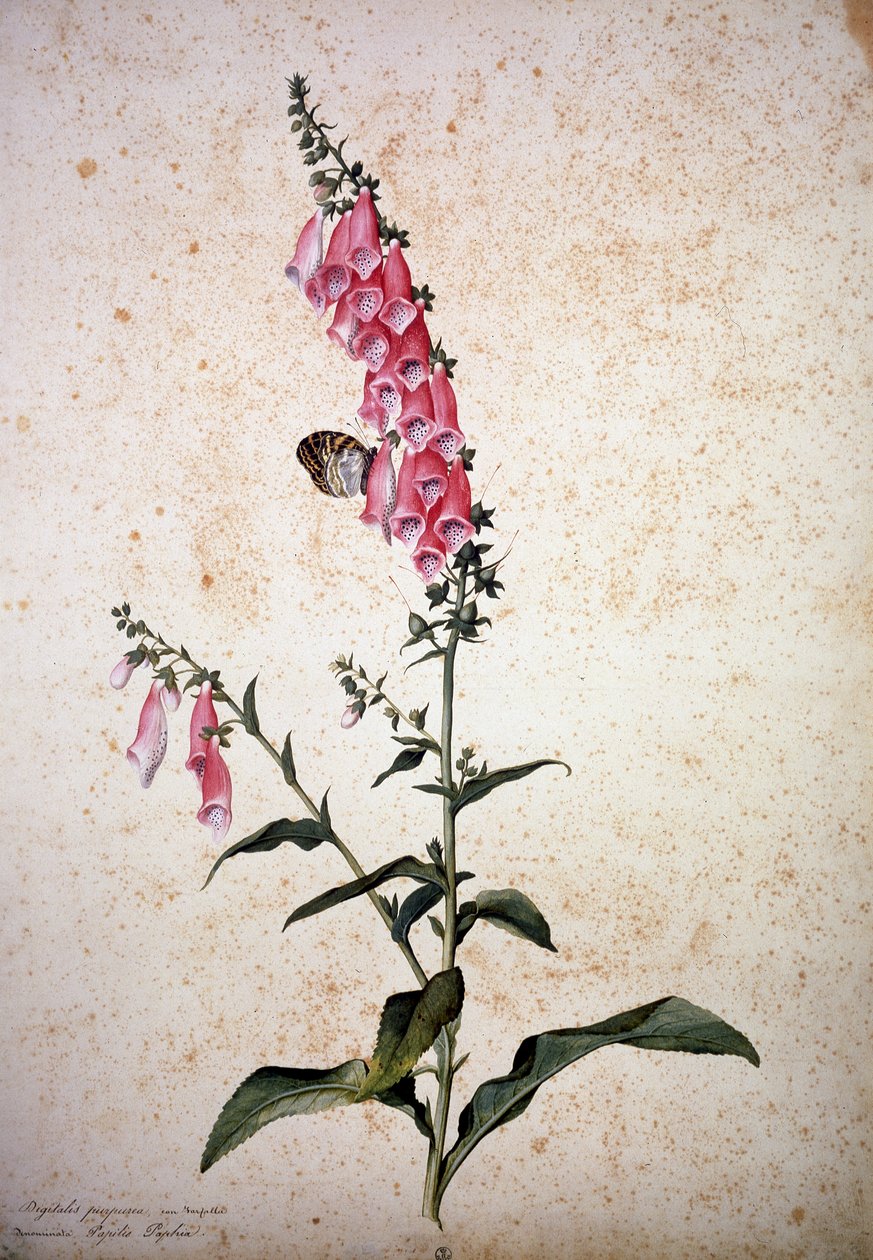 Herbarium: Digitalis purpurea con Papilio paphia da Jacopo Ligozzi