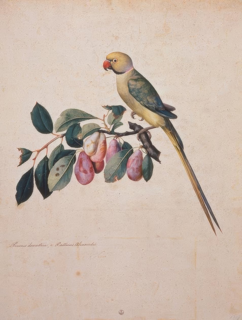 Prunus domestica e Psittacus Alexandri da Jacopo Ligozzi