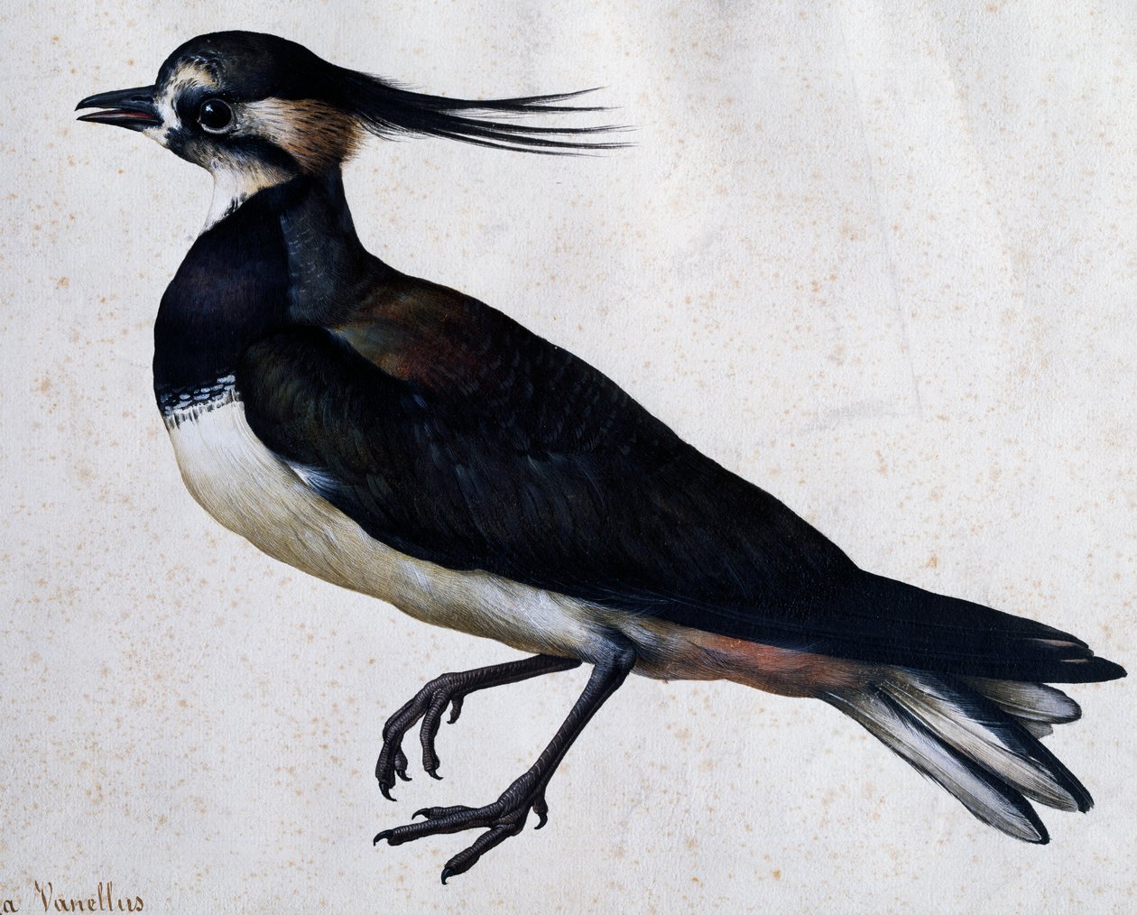Tringa vanellus (Pavoncella) di Jacopo Ligozzi da Jacopo Ligozzi