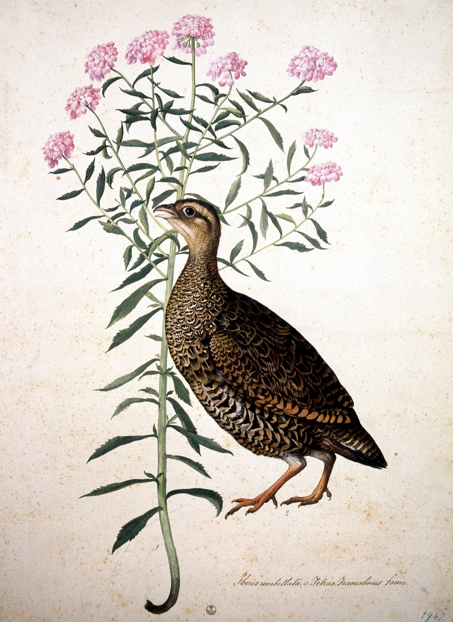 Immagine sconosciuta da Jacopo Ligozzi