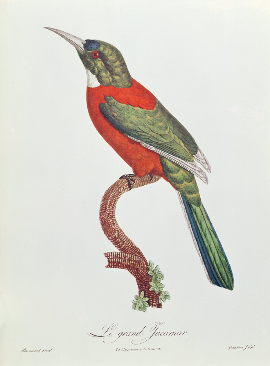 Grande Jacamar, inciso da Gromillier da Jacques Barraband