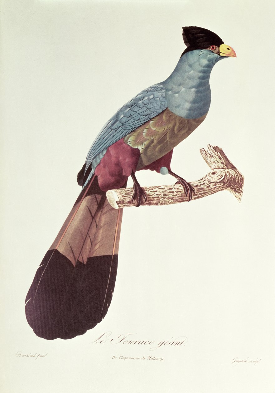 Grande turaco da Jacques Barraband