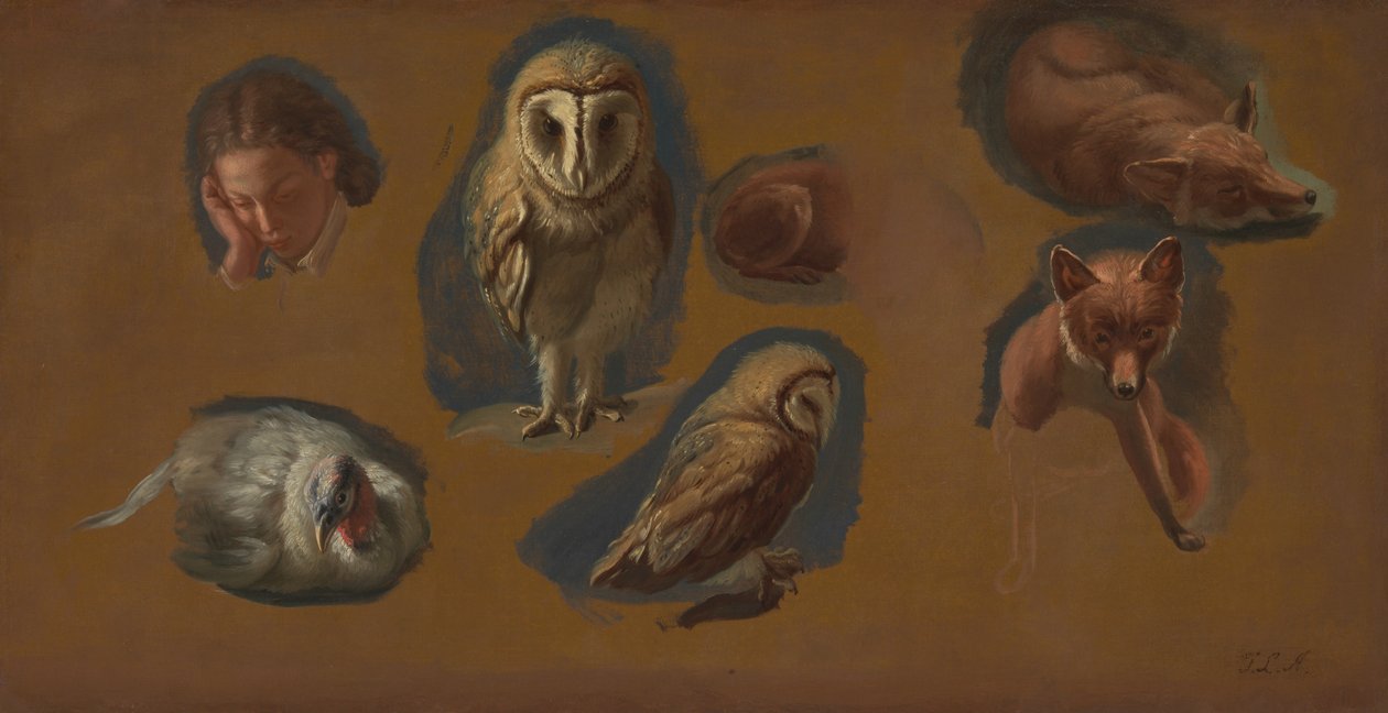 Studi di una volpe, un barbagianni, una pavoncella e la testa di un giovane uomo da Jacques Laurent Agasse