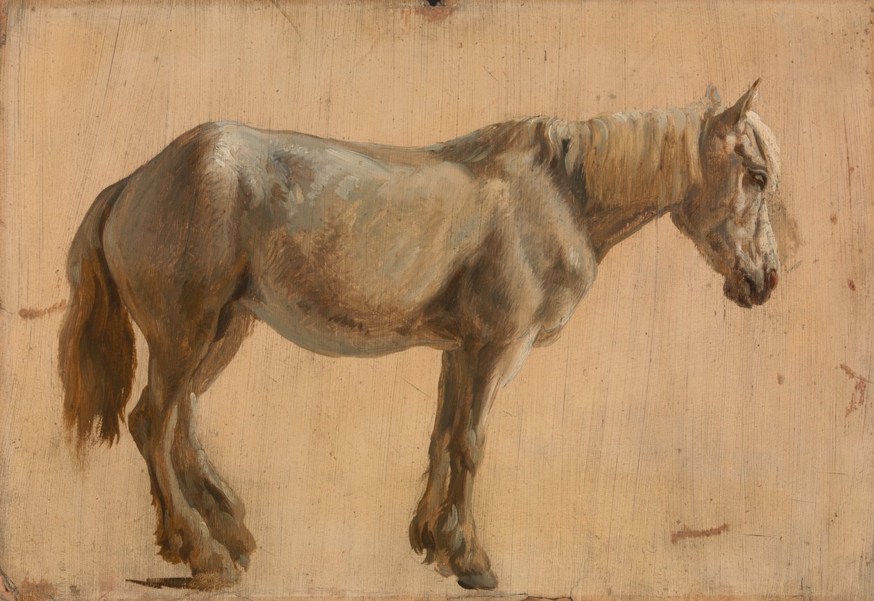 Studio di un cavallo grigio da Jacques Laurent Agasse