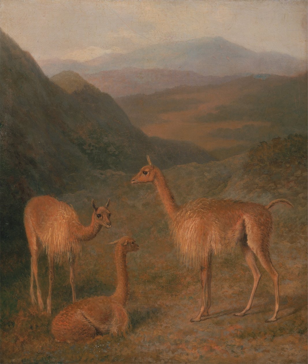 Vicuñas da Jacques Laurent Agasse