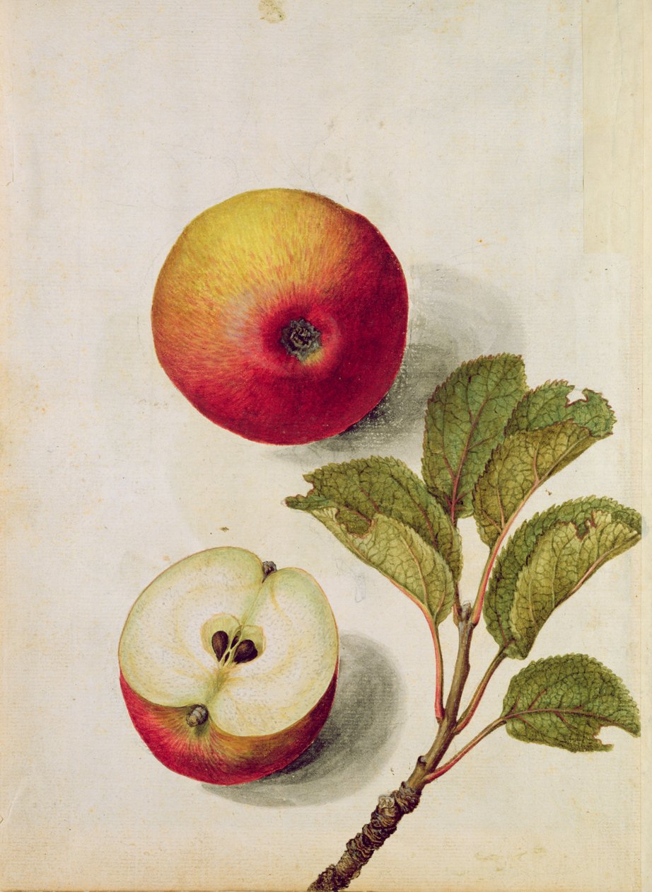 Mela: Pyrus malus, c.1568 da Jacques Le Moyne