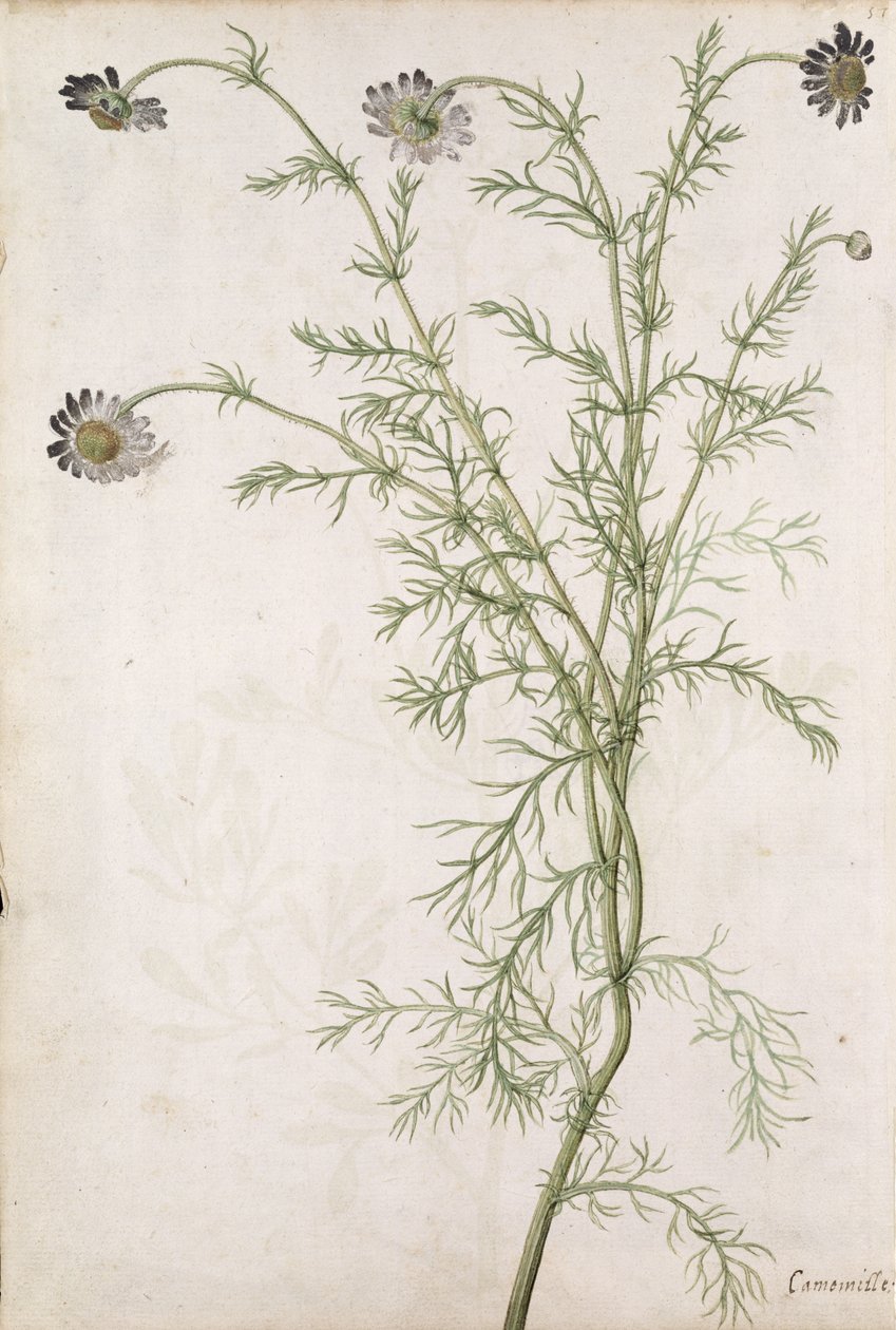 Chamaemelum nobile Allioni, c.1568 da Jacques Le Moyne