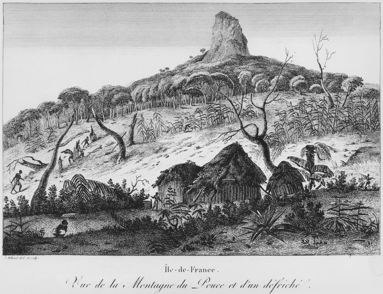 Veduta del Monte Pouce e radura della foresta, Mauritius, illustrazione da 