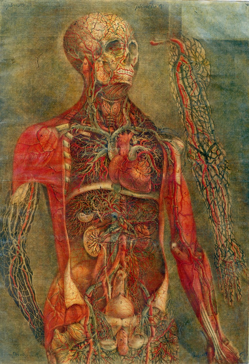 Organi interni del corpo, tavola da 