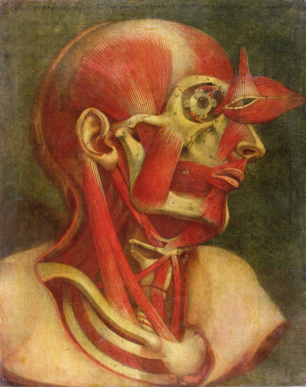 Muscolatura del viso e del collo, da 