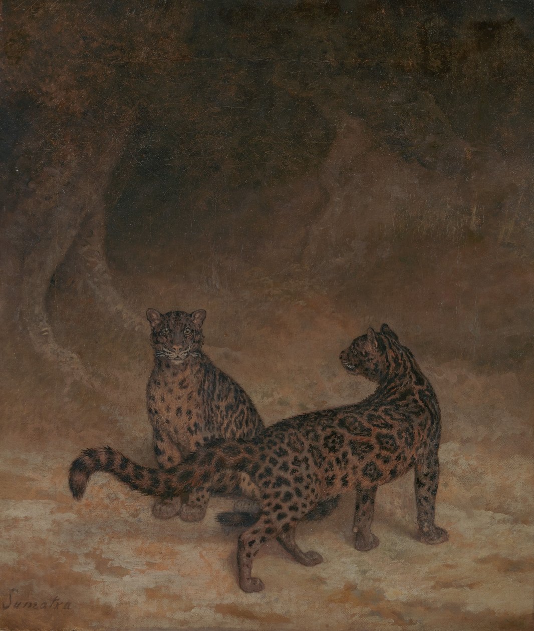 Leopardi nebulosi da Jacques-Laurent Agasse