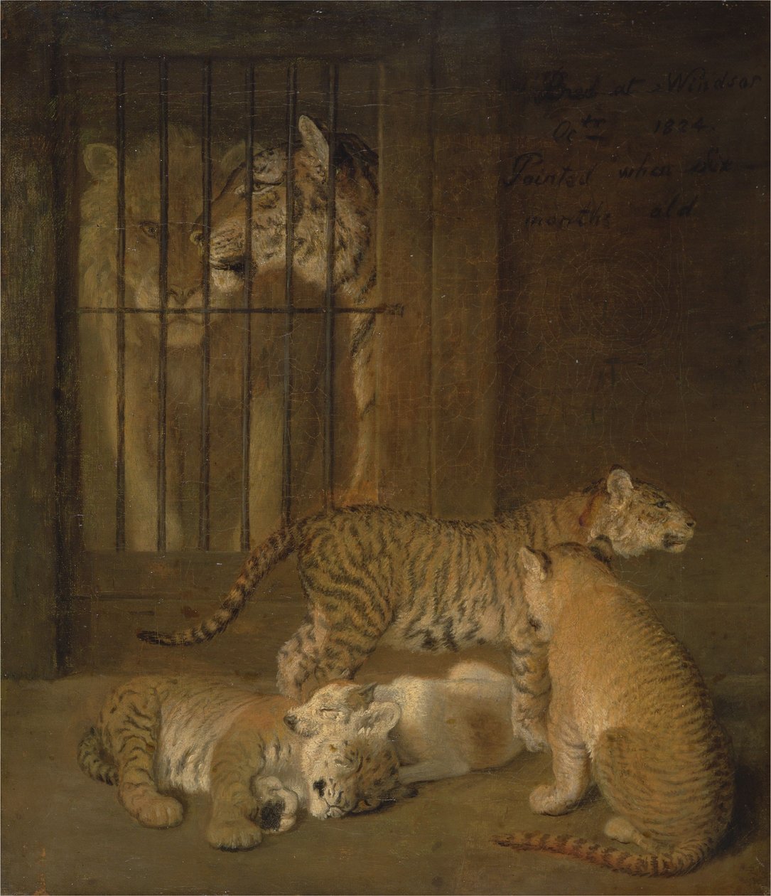 Gruppo di cuccioli nati tra un leone e una tigre da Jacques-Laurent Agasse