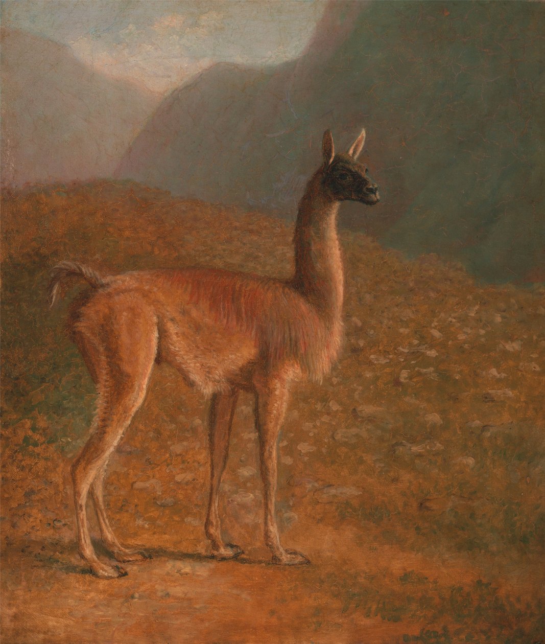 Guanaco da Jacques-Laurent Agasse
