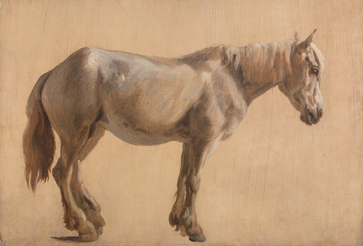 Studio di un cavallo grigio da Jacques-Laurent Agasse