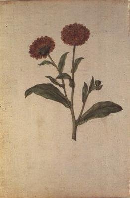 Calendula officinalis, c.1568 da Jacques  Le Moyne
