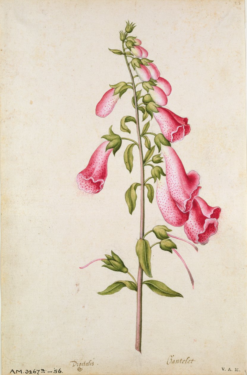 Digitale purpurea: Digitalis purpurea, 1568 circa, di J.le Moyne de Morgues (1530-88 circa) da Jacques (1533-88) Le Moyne