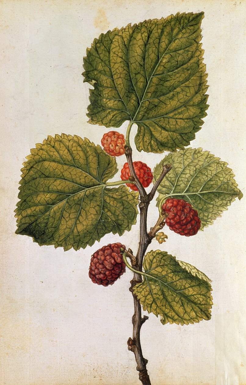  da Jacques (1533-88) Le Moyne
