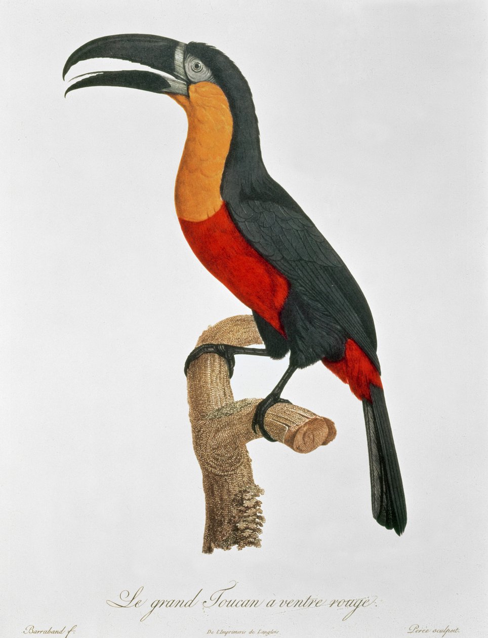 Touraco gigante, inciso da Guyard da Jacques (after) Barraband