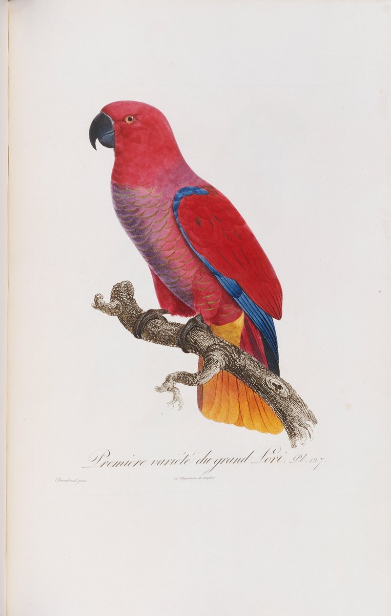 Premiere variete du Grand Lori, inciso da Langlois, c.1801-05 da Jacques Barraband