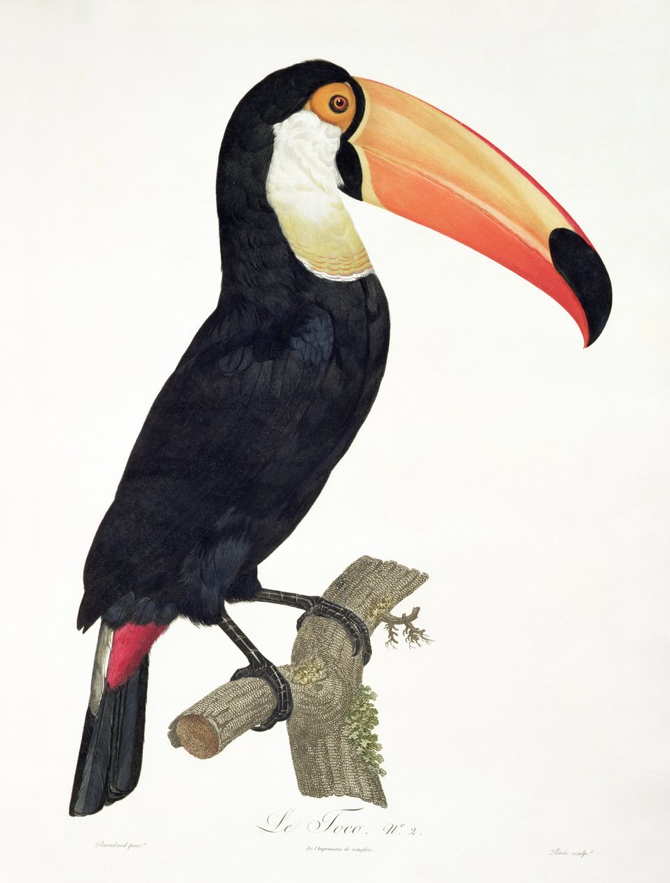 Tucano n.2, da 