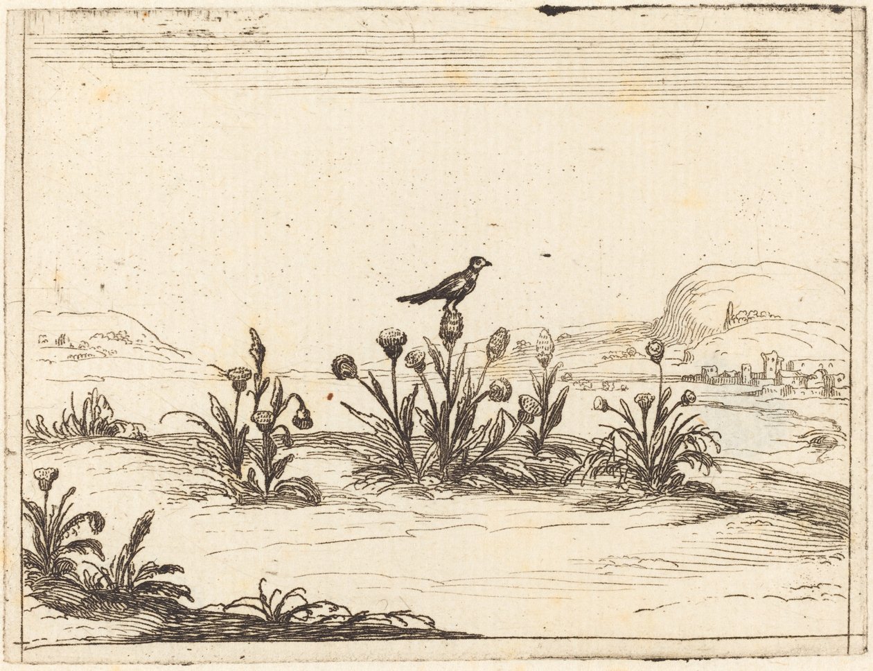Uccello appollaiato su un cardo da Jacques Callot
