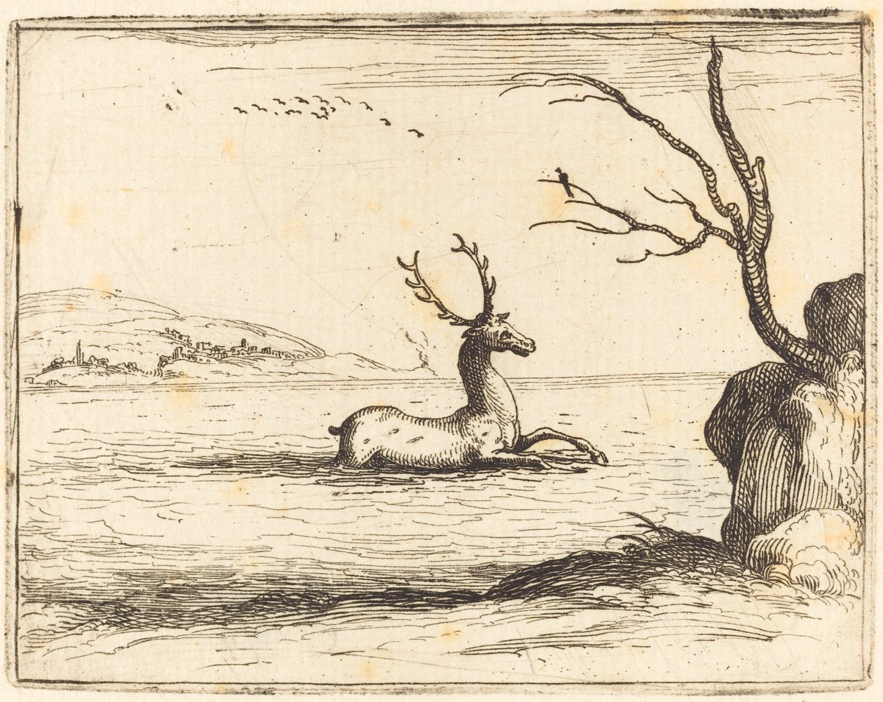 Cervo nell