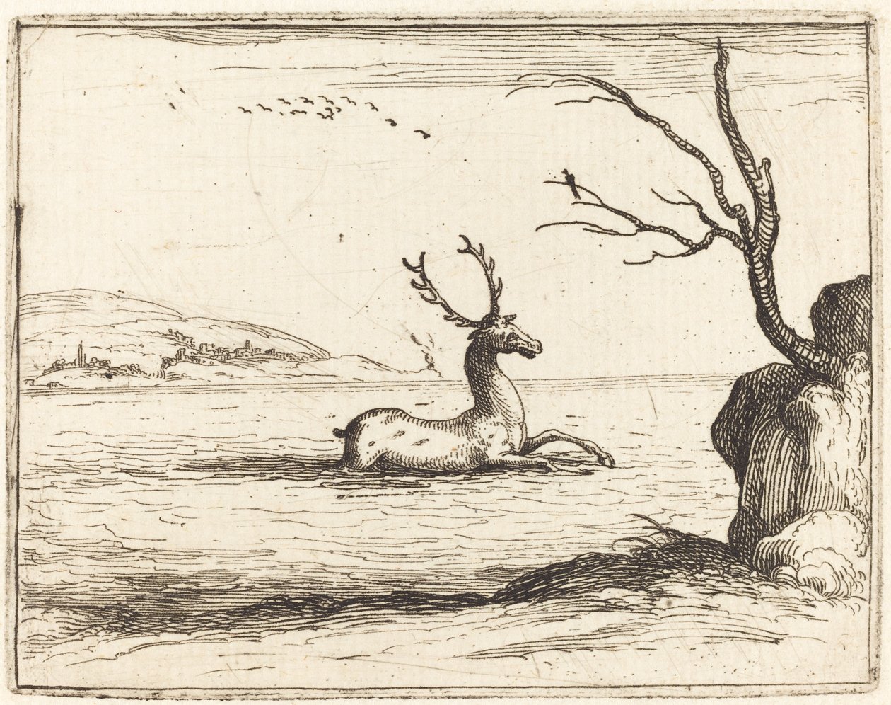 Cervo nell