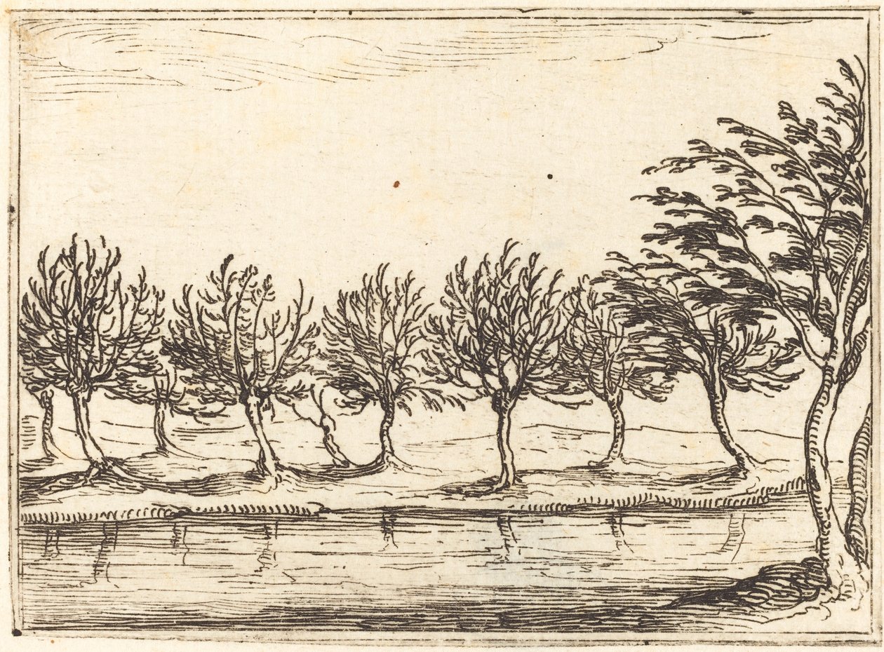 Salici al bordo dell