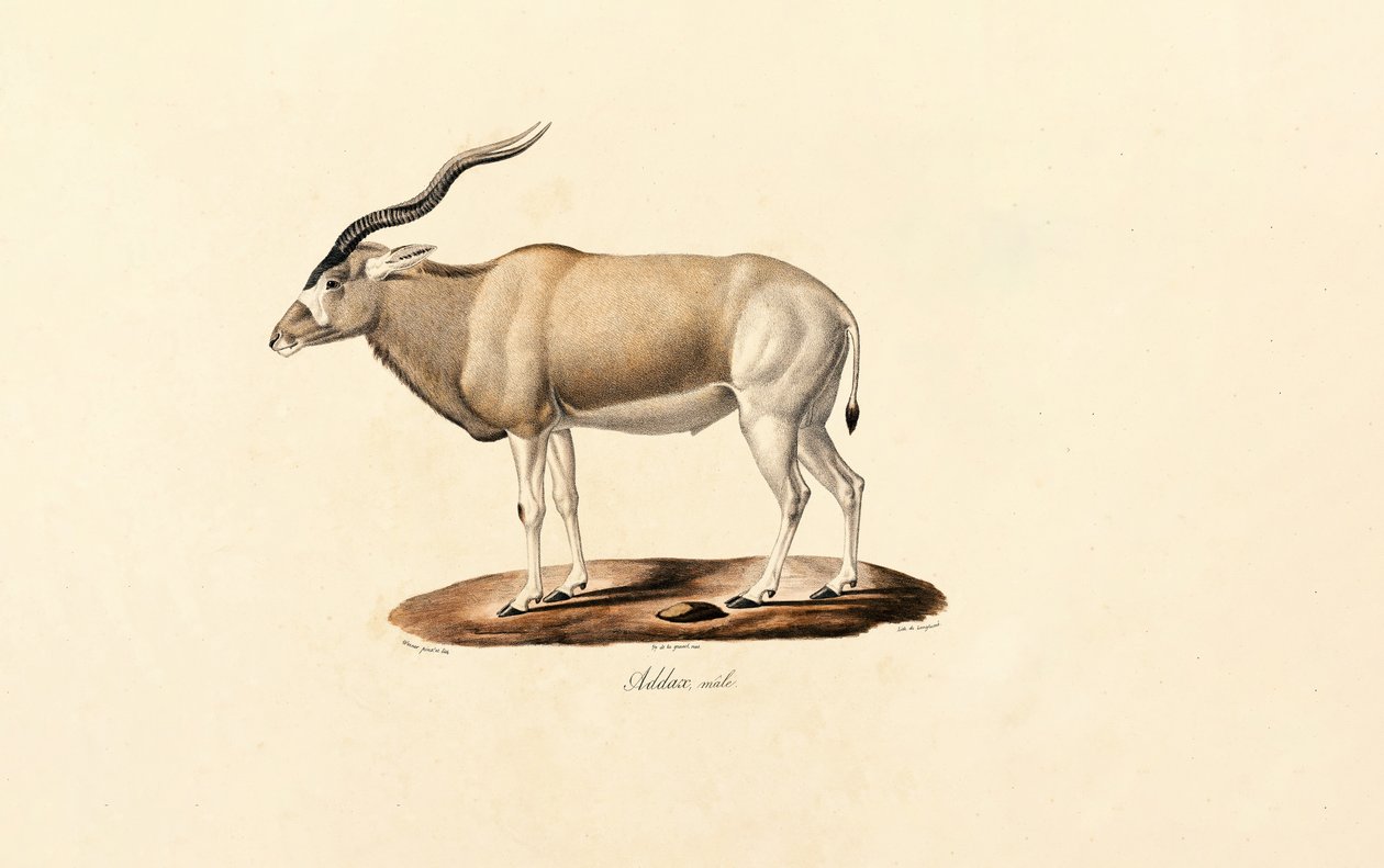  da Jacques Christophe Werner