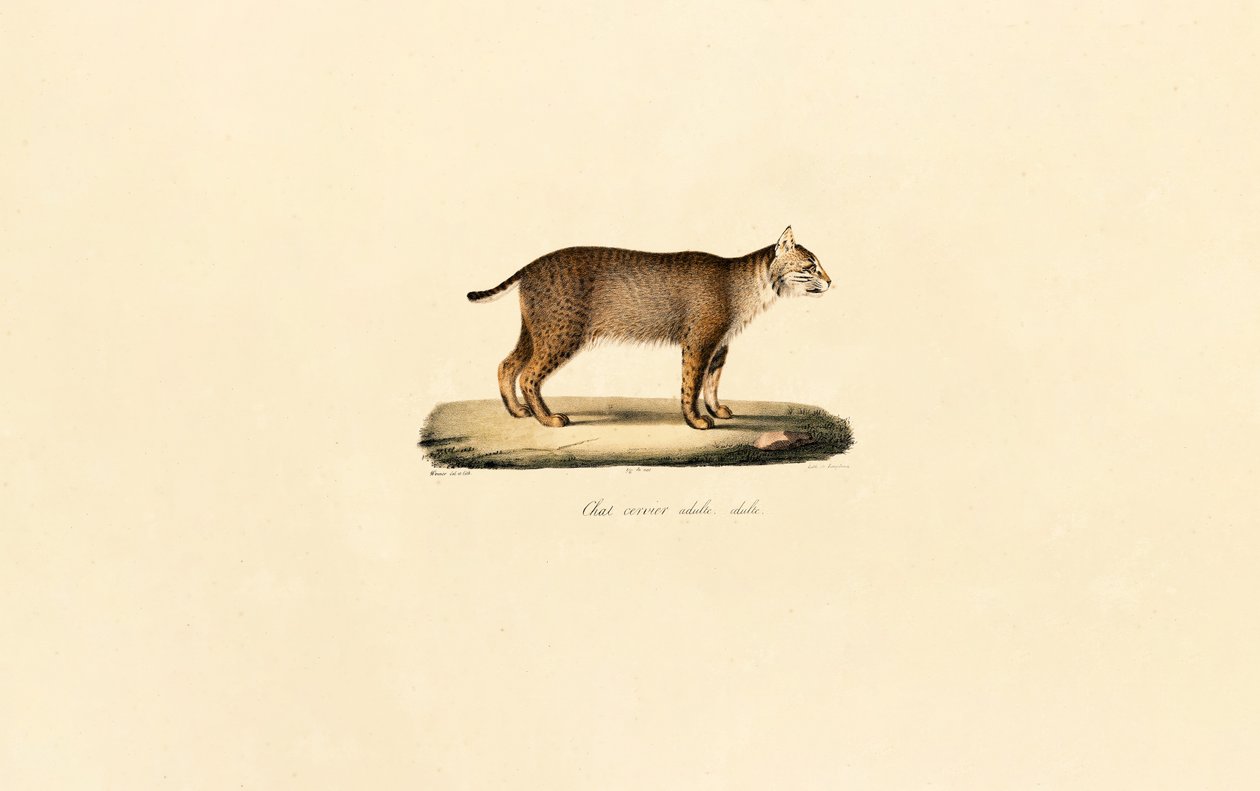 Bobcat adulto da Jacques Christophe Werner