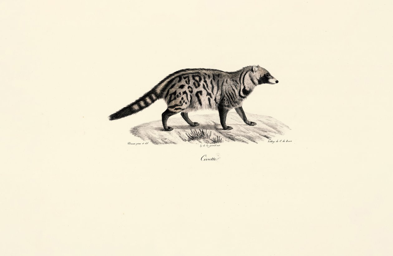 Civetto africano (Civettictis civetta) da Jacques Christophe Werner