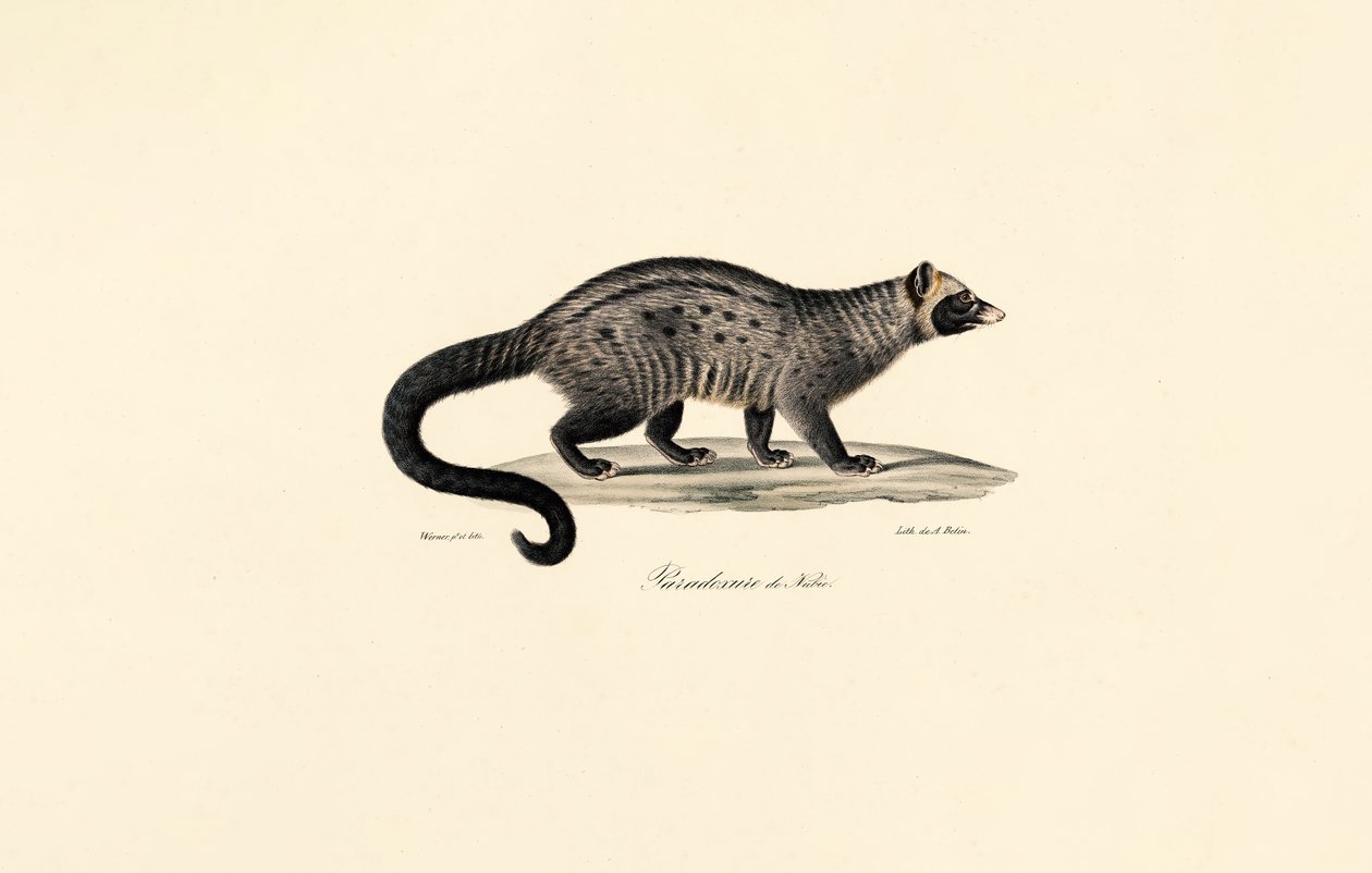 Civet africano da Jacques Christophe Werner