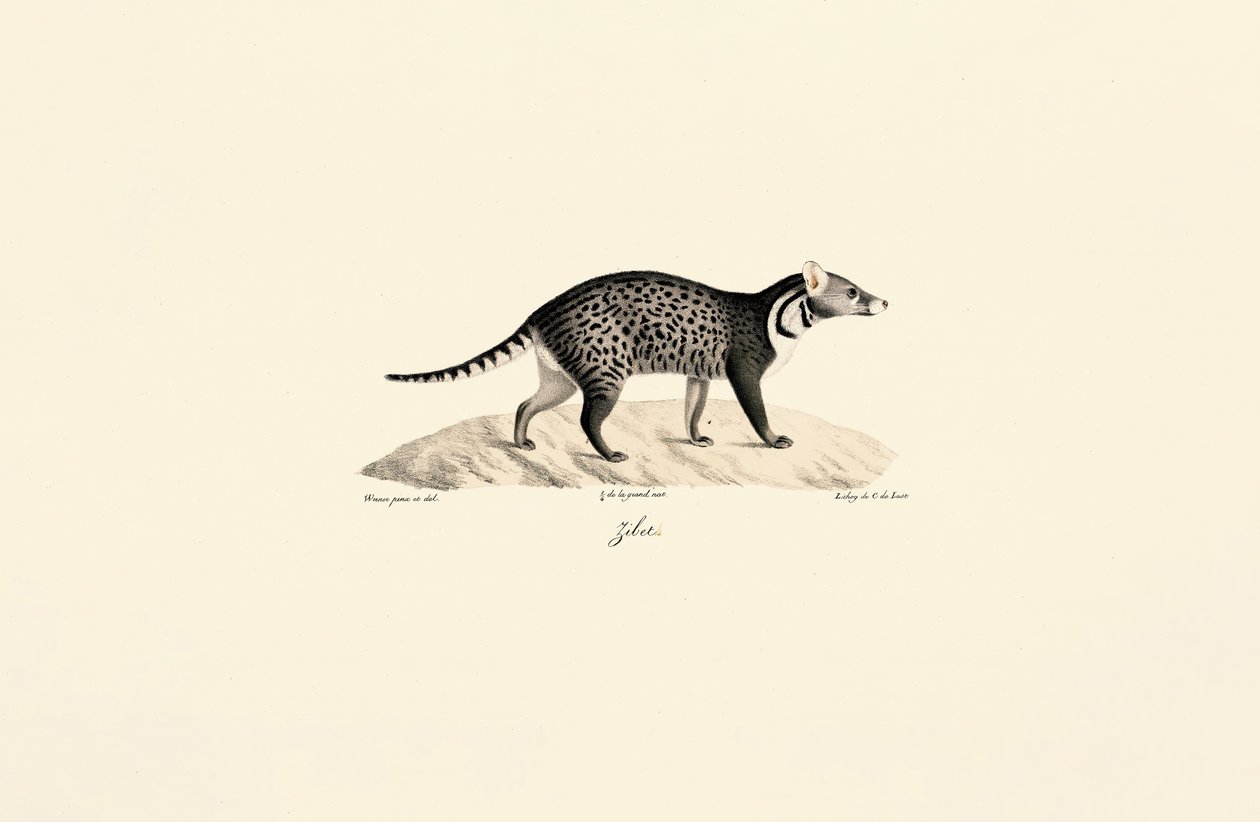 Civet africano da Jacques Christophe Werner