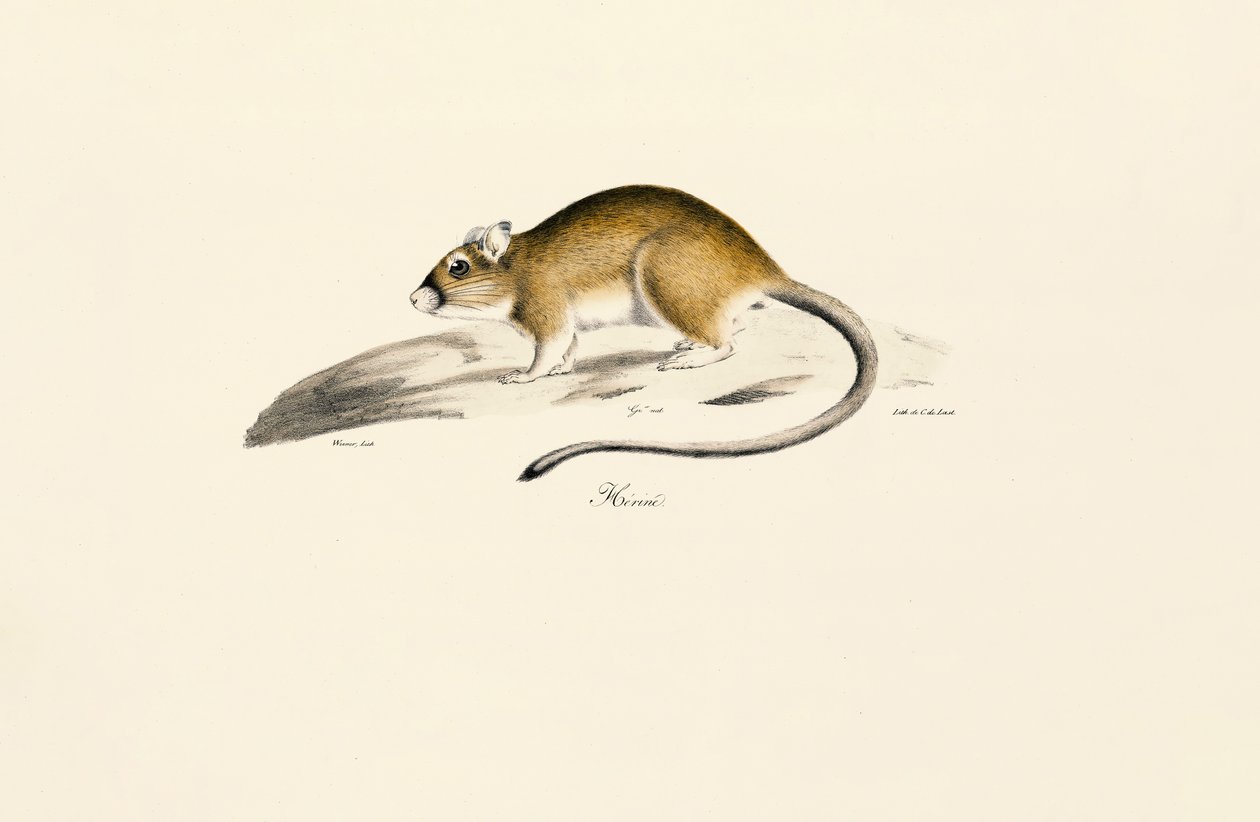Gerbillo africano da Jacques Christophe Werner