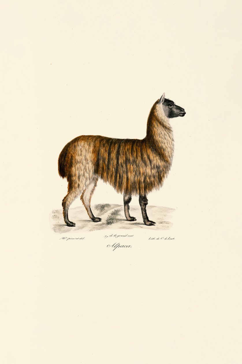 Alpaca (Vicugna pacos) da Jacques Christophe Werner