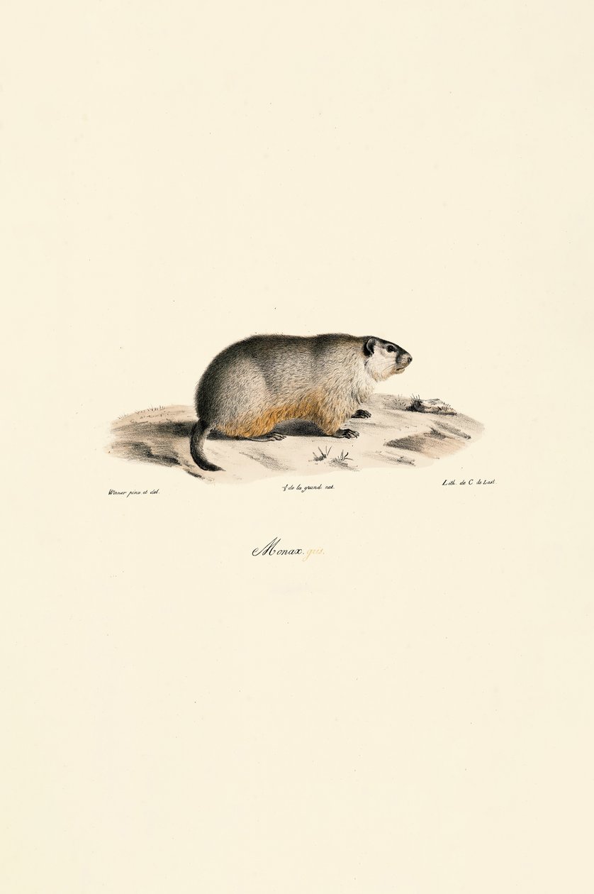 Marmotta alpina (variante Monax) da Jacques Christophe Werner