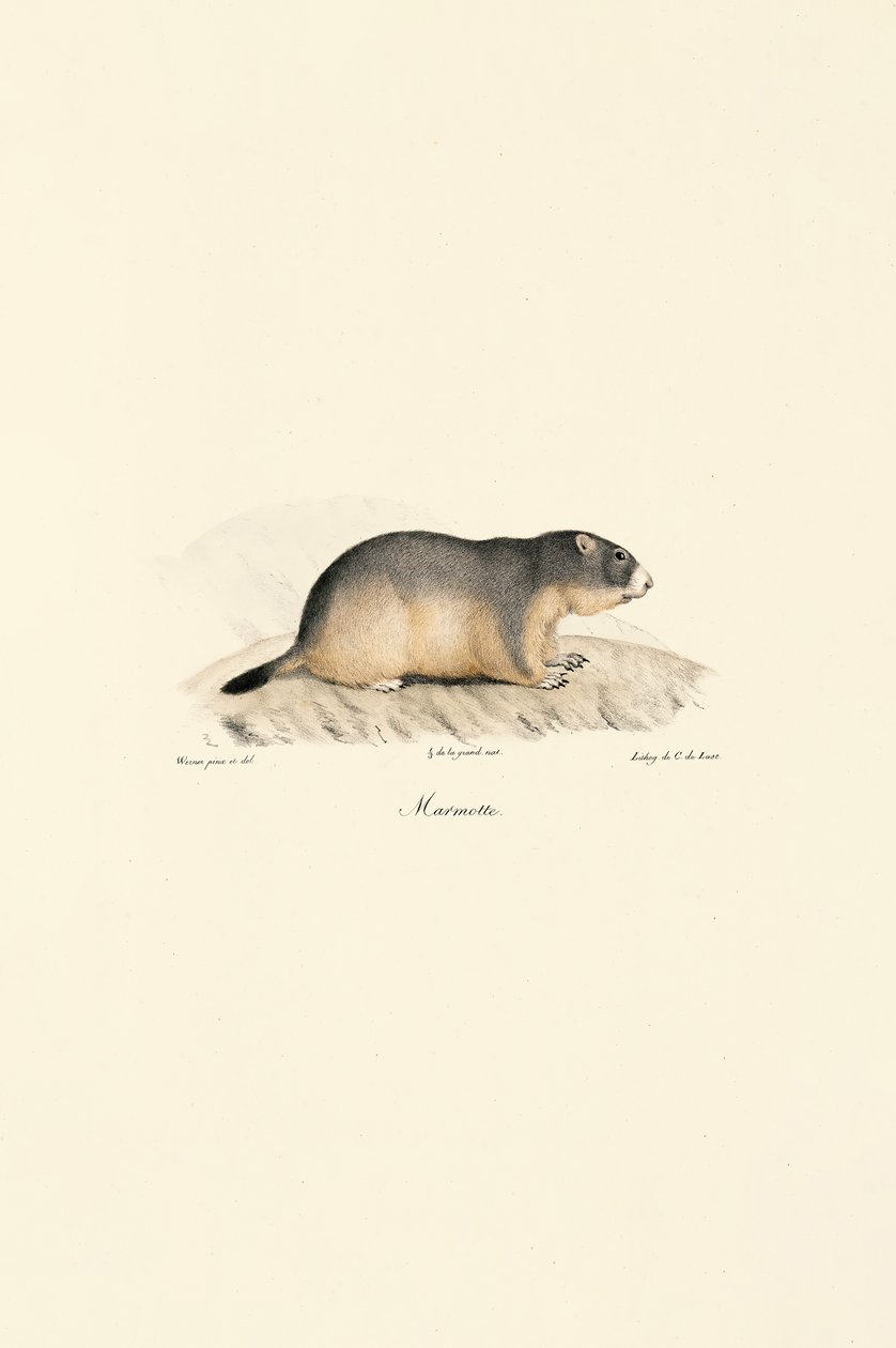 Alpine Marmot da Jacques Christophe Werner