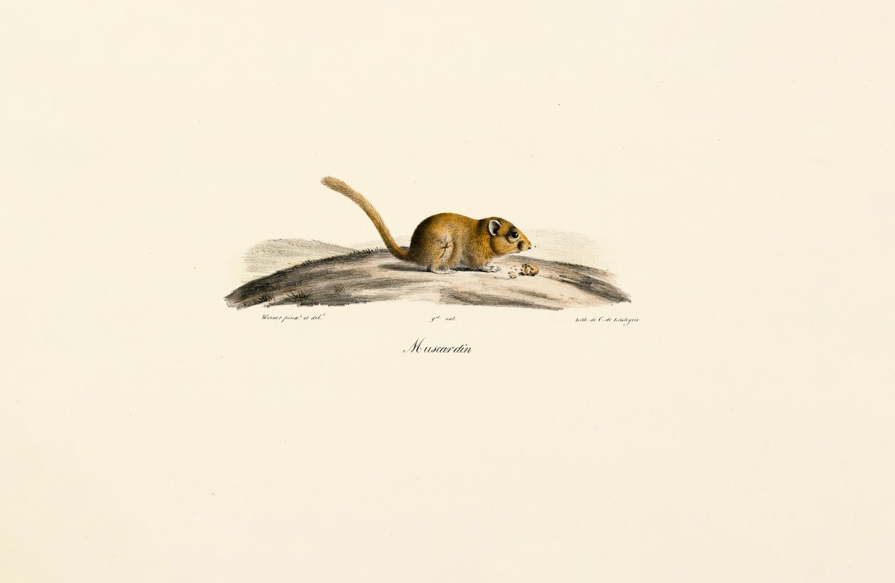  da Jacques Christophe Werner
