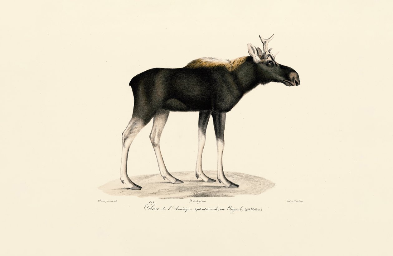 Alce americano (Alces americanus) da Jacques Christophe Werner