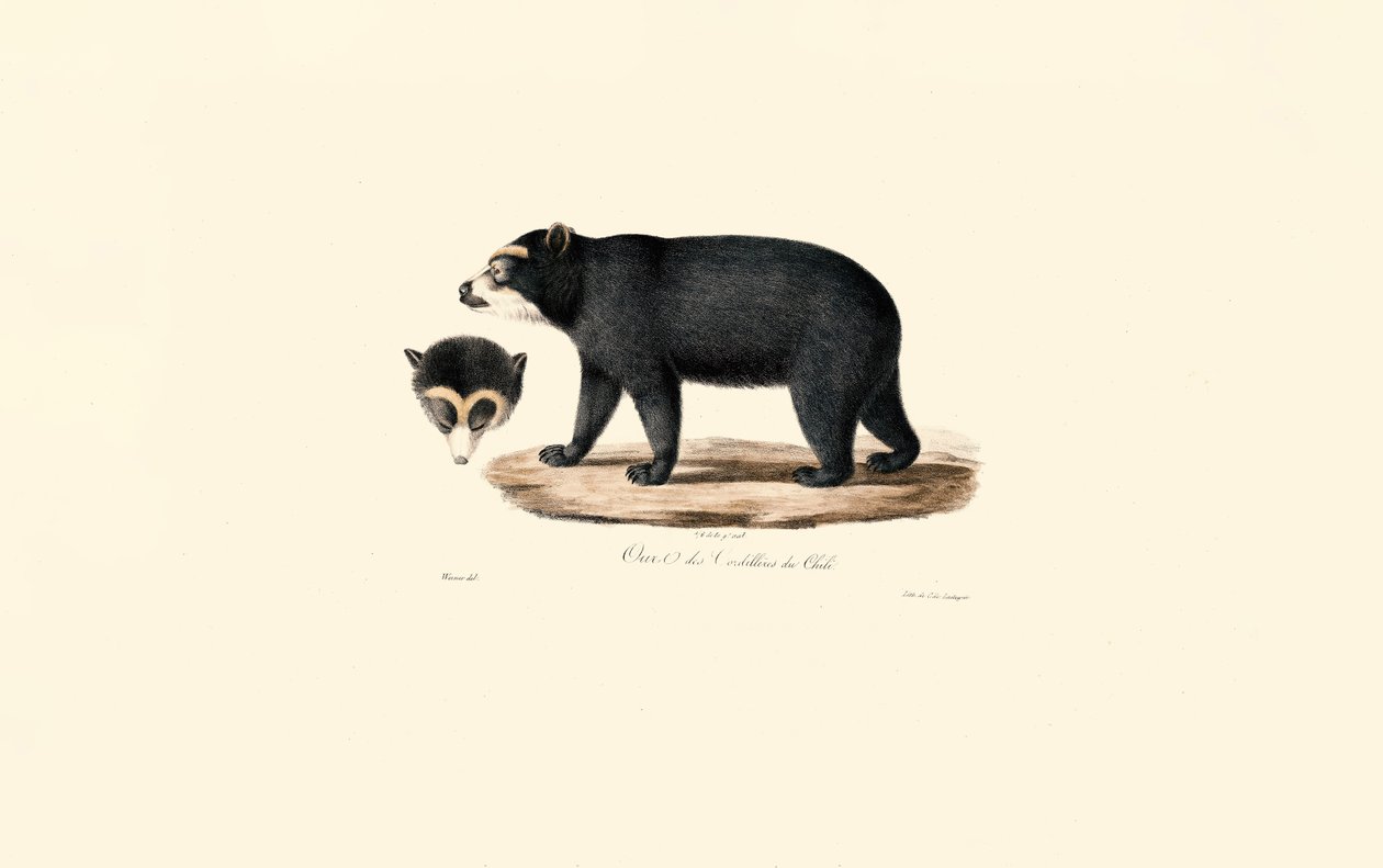 Orso andino dagli occhiali (Orso andino cileno) da Jacques Christophe Werner