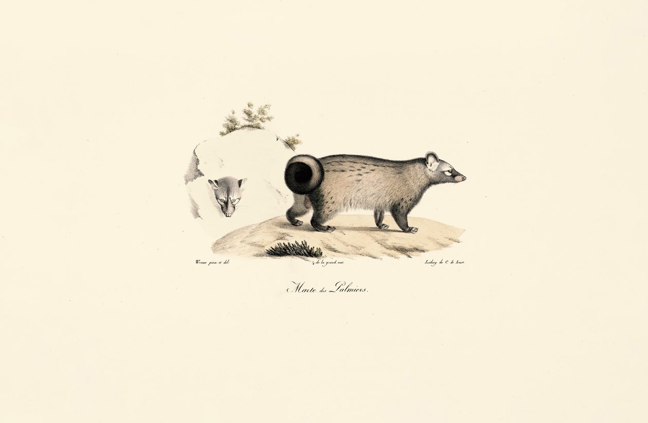 Civet delle palme asiatico da Jacques Christophe Werner