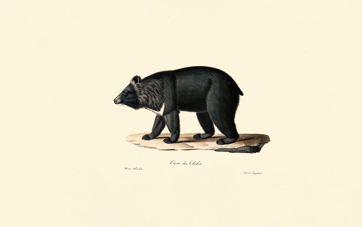 Orso nero asiatico (orso tibetano) da Jacques Christophe Werner