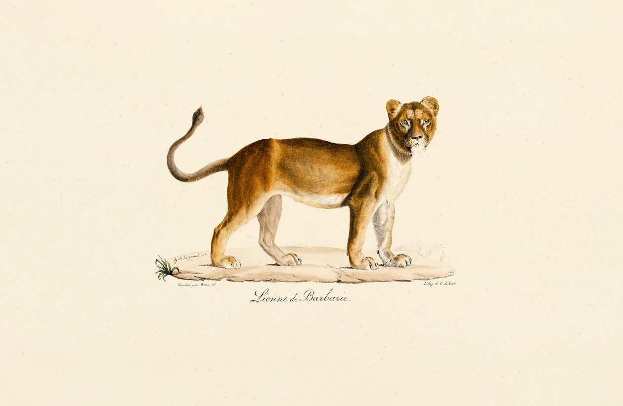 Profilo della leonessa di Barberia da Jacques Christophe Werner