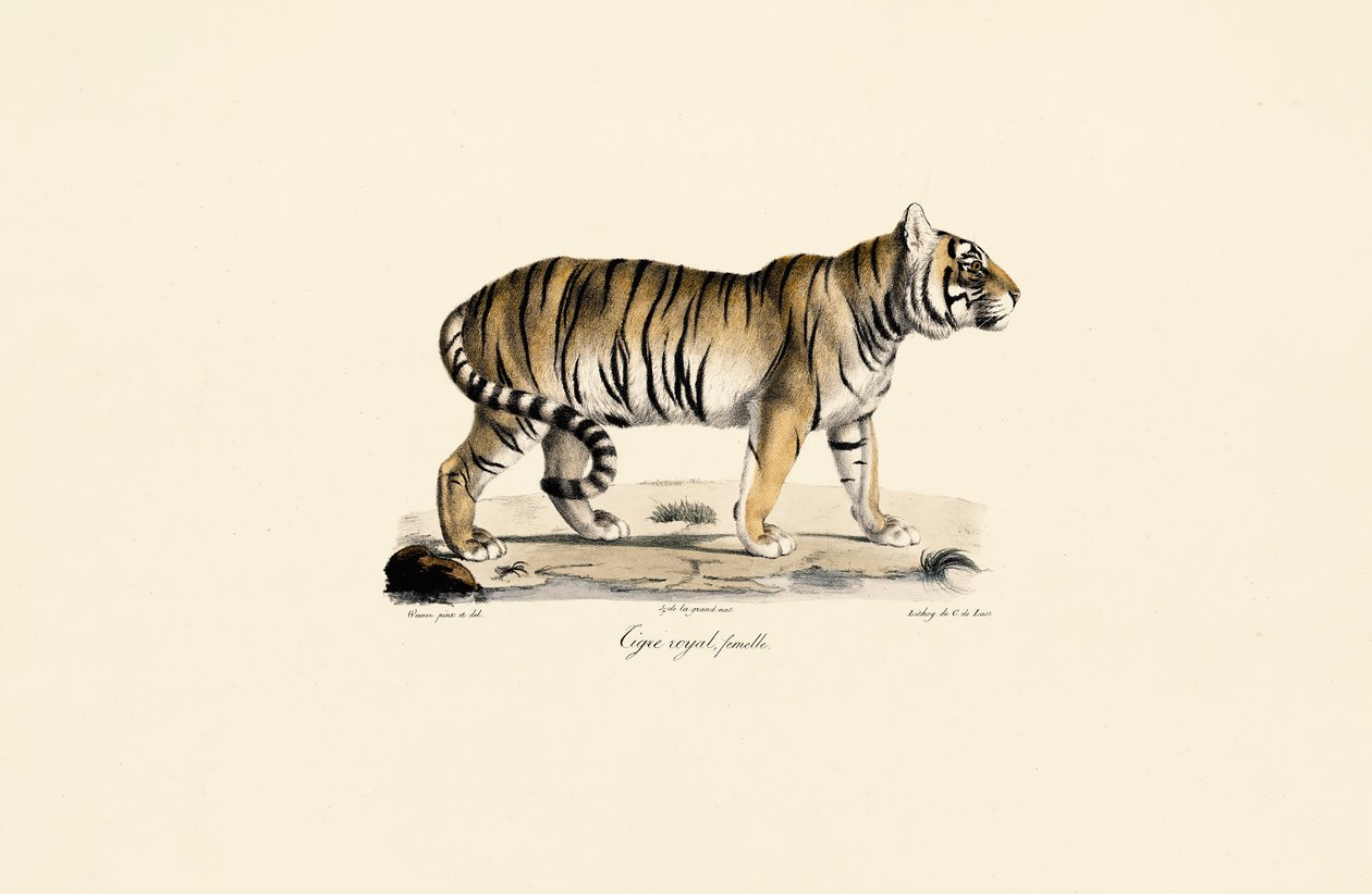 Tigre del Bengala (femmina) in vista laterale da Jacques Christophe Werner