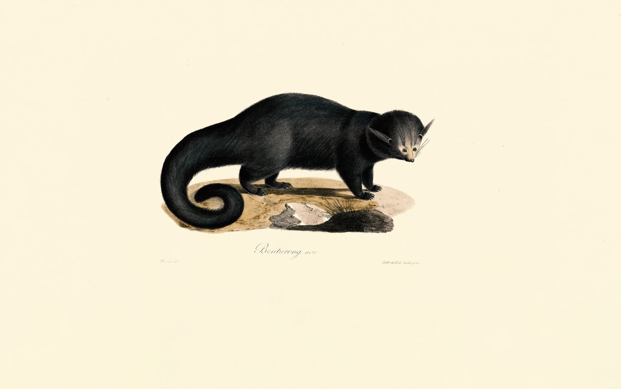 Binturong (Arctictis binturong) da Jacques Christophe Werner