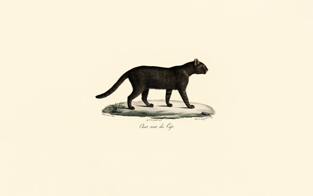 Gatto dai piedi neri da Jacques Christophe Werner