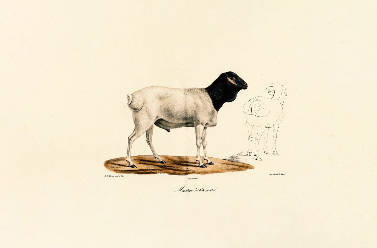 Pecora dalla testa nera da Jacques Christophe Werner