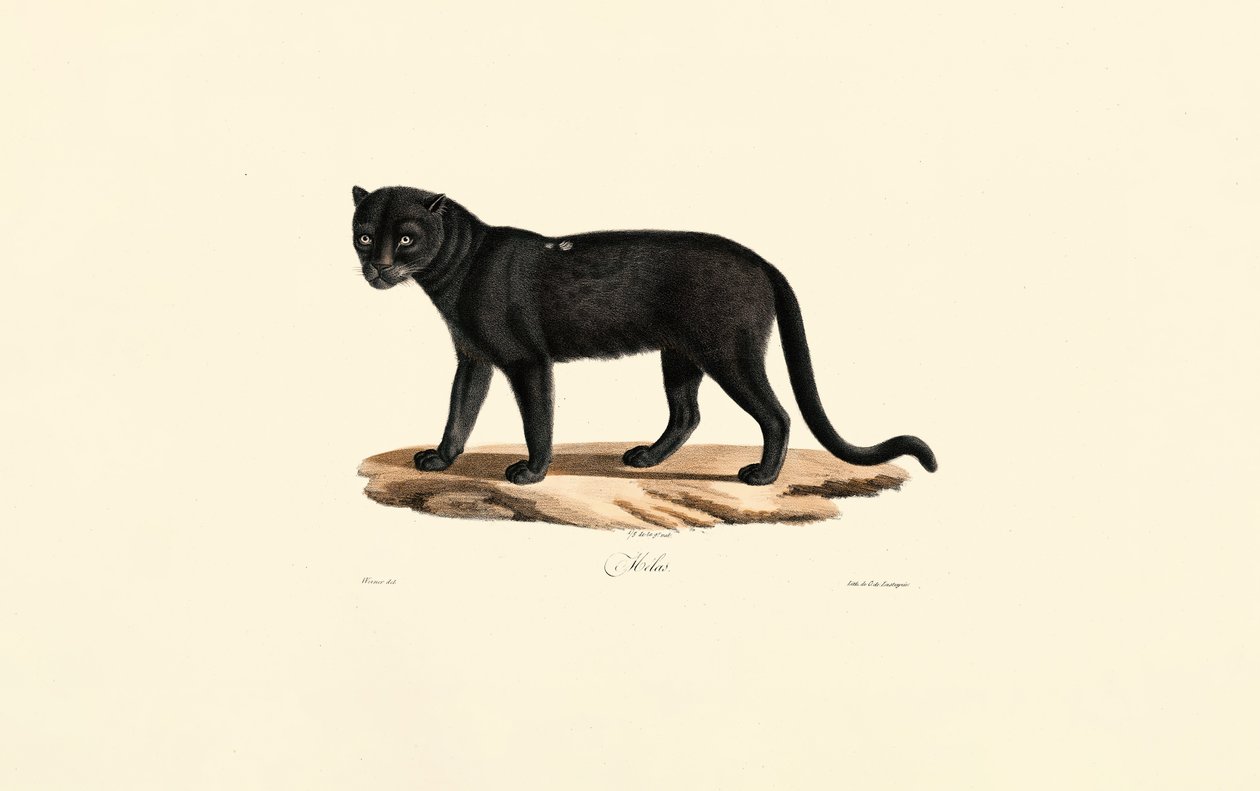 Giaguaro nero (Panthera onca) da Jacques Christophe Werner