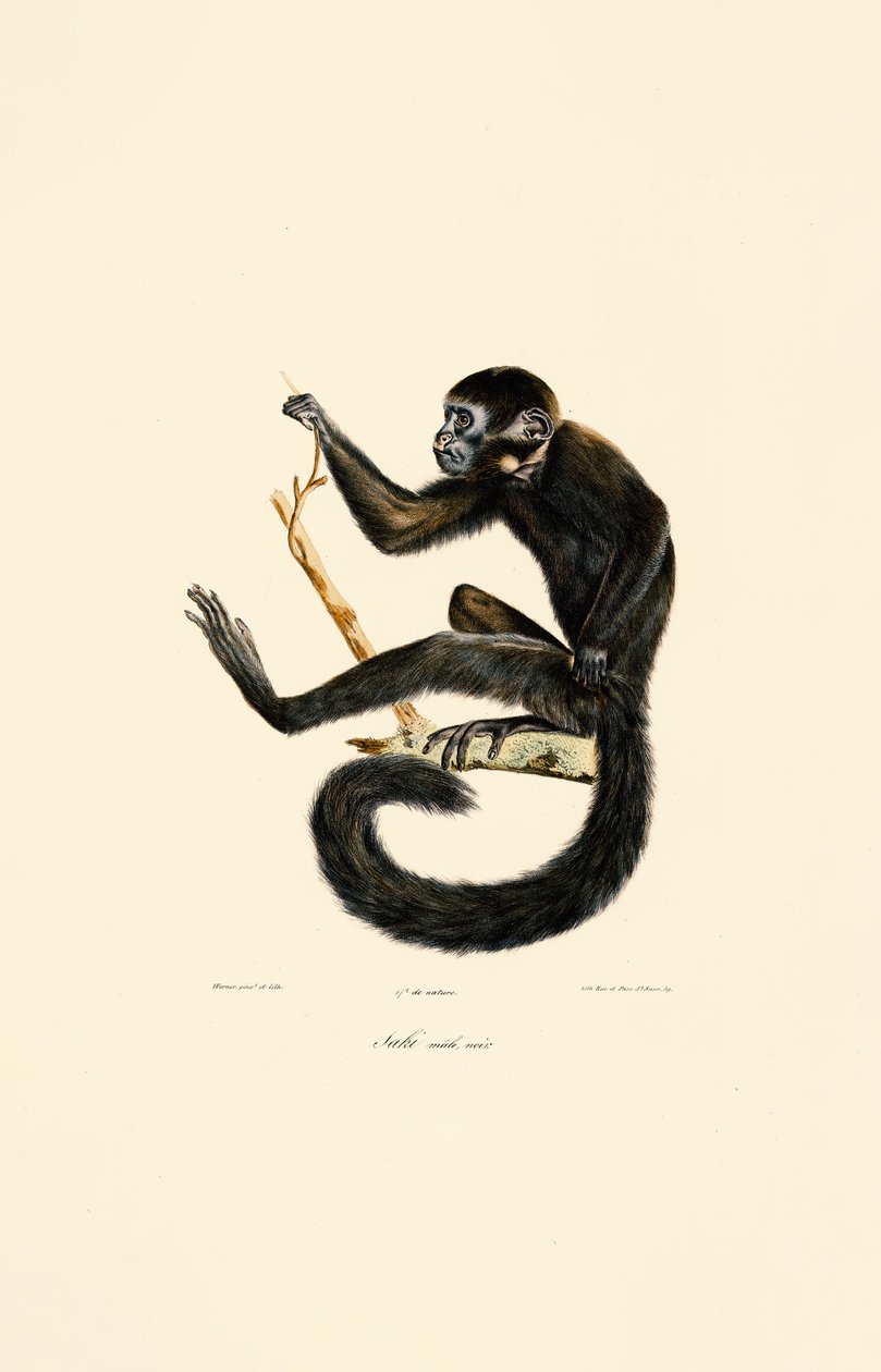  da Jacques Christophe Werner